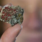 Scientists, fungi fans work to protect essential species