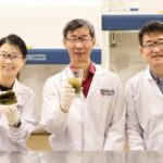 Healthier, tastier kelp: NUS food scientists boost nutrition and flavour of kombu