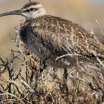 The story of the Alaska lovebirds that go their own way