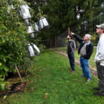 Scientists say genetic analysis could greatly speed restoration of iconic American chestnut | News, Sports, Jobs