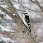 Philadelphians can join the Great Backyard Bird Count this weekend