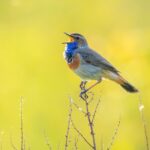 Scientists Find a Global ‘Language’ Hidden in Bird Calls