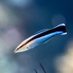 Tiny Fish Stun Scientists With Mammal-Like Intelligence
