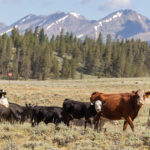 AFBF Urges Continued Science-Based Response to New World Screwworm | News Release