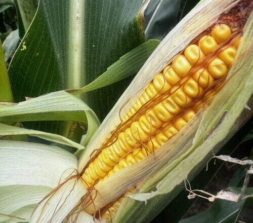 Farm financial stress rising, but no credit crisis looming