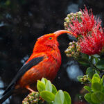Beth Fukumoto: The Important Science Of Hakalau Forest