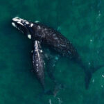 Southern Right Whales Are Having Fewer Calves; Scientists Say a Warming Ocean Is to Blame