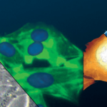 How AFM is Transforming Cosmetic Science