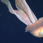 A jellyfish the size of a school bus: The new scientific discovery in the Argentine Sea | Science