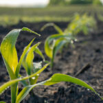Reimagining Photosynthesis for Efficiency | College of Agriculture and Life Sciences