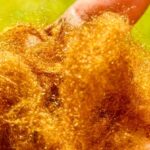 South Korean scientists recreate an ancient marine silk once reserved for emperors