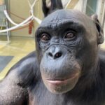 This Bonobo Just Did Something Scientists Thought Only Humans Could Do