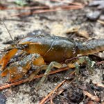 Mississippi Museum of Natural Science to debut CrawFest celebrating state’s iconic crustacean