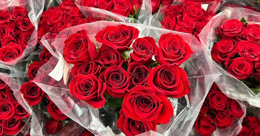 Why Valentine’s roses wilt — and how UT Arlington scientists are trying to stop it