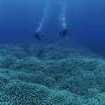 Citizen scientists find largest known coral on Great Barrier Reef
