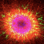 When Microscopes Make Masterpieces at the 2026 Art in Science Competition