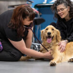 Canadian Veterinarians Say Financial Barriers Are Limiting Pet Care