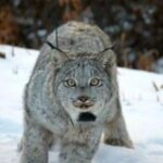 USFS lynx amendment doesn’t follow best science