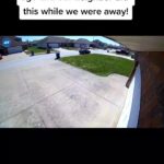 @oniieats Our neighbor did this while we were away.    …