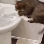 @foryou Crazy cats  @HqContents         …