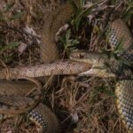 Snakes keep evolving into cannibals — here’s what scientists think is going on
