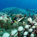 Great Barrier Reef: World’s largest coral colony discovered off Australian coast by mother-daughter team