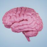 Brain can remain conscious hours after ‘death’, scientists reveal in major study