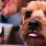 Freshpet (FRPT) Valuation Check After Mixed Share Returns And Premium P/E Multiple