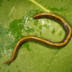 Scientists discover pets are helping an invasive flatworm spread