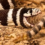Scientists Say Most Snakes Are Cannibals, Breaking a Basic Law of Nature