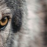 Scientists Identified a Hybrid Dog Bred in Greece That Should Not Exist in the Wild