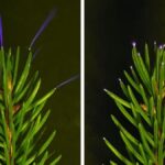 Scientists Just Caught Trees Firing Off Ultraviolet Sparkles During Thunderstorms