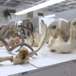 Angelo State Natural History Collections connect the community and researchers to science worldwide — Annual public open house on March 3rd