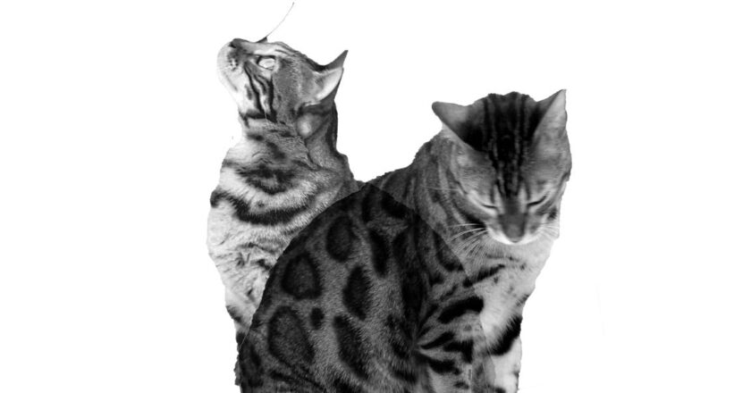 Scientists Just Spotted a Truly Humongous Schrödinger’s Cat