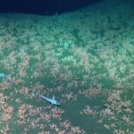 Ocean floor study discovers creatures never cataloged by science