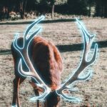 Deer Leave Glowing Signals In Their Wake That Human’s Can’t Detect