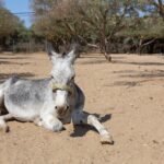 Donkey – the animal that carried Greece