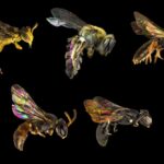 Science knows of 21,000 bee species. There are likely thousands more