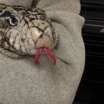 Frostbitten lizard found in Rhode Island is healing