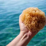 The first animals on Earth had no skeletons and that changes everything