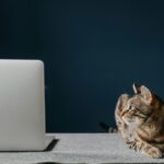 AdGuard is your one-time fix for pop-ups, autoplay ads, and online tracking — now $16