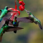 Development finance institutions back Hummingbirds to design community-driven nature projects