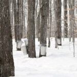 The Science Of The Sugarbush