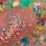 Microplastics have reached Antarctica’s only native insect