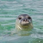 Record-Breaking Season for the Mediterranean Monk Seal in Greece