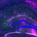 Scientists Find a Mechanism for How Exercise Protects the Brain