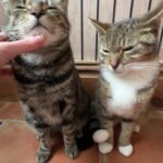 @thecomedycat Sorry twin     …