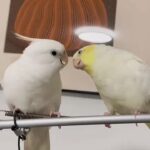 @abidch8743                            …