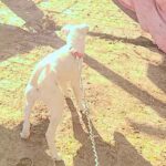 @abbas402402  for you  …