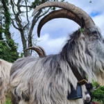 Ireland’s native goats date back to Bronze Age